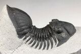Paralejurus Trilobite Fossil - Ofaten, Morocco #204217-1